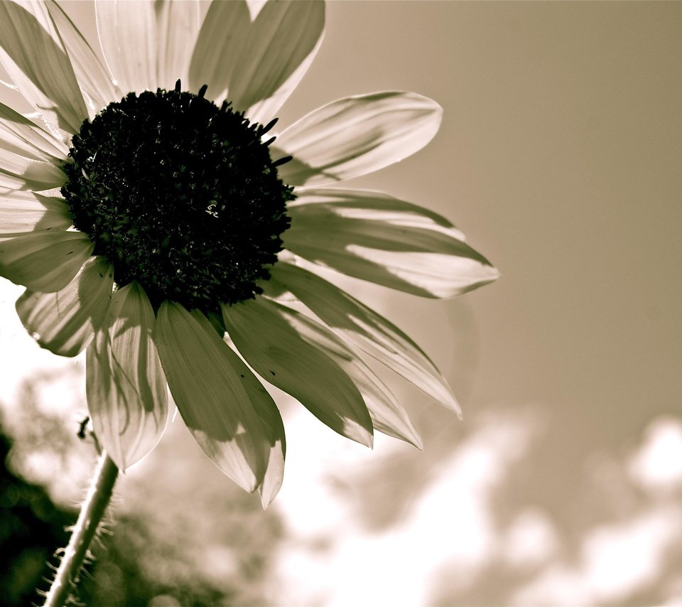 Обои цветок, лепестки, чёрно-белое, подсолнух, flower, petals, black and white, sunflower разрешение 3872x2592 Загрузить