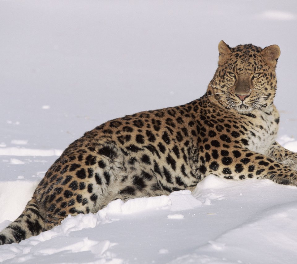 Обои снег, зима, леопард, хищник, большая кошка, lynn m. stone, snow, winter, leopard, predator, big cat разрешение 3840x2400 Загрузить