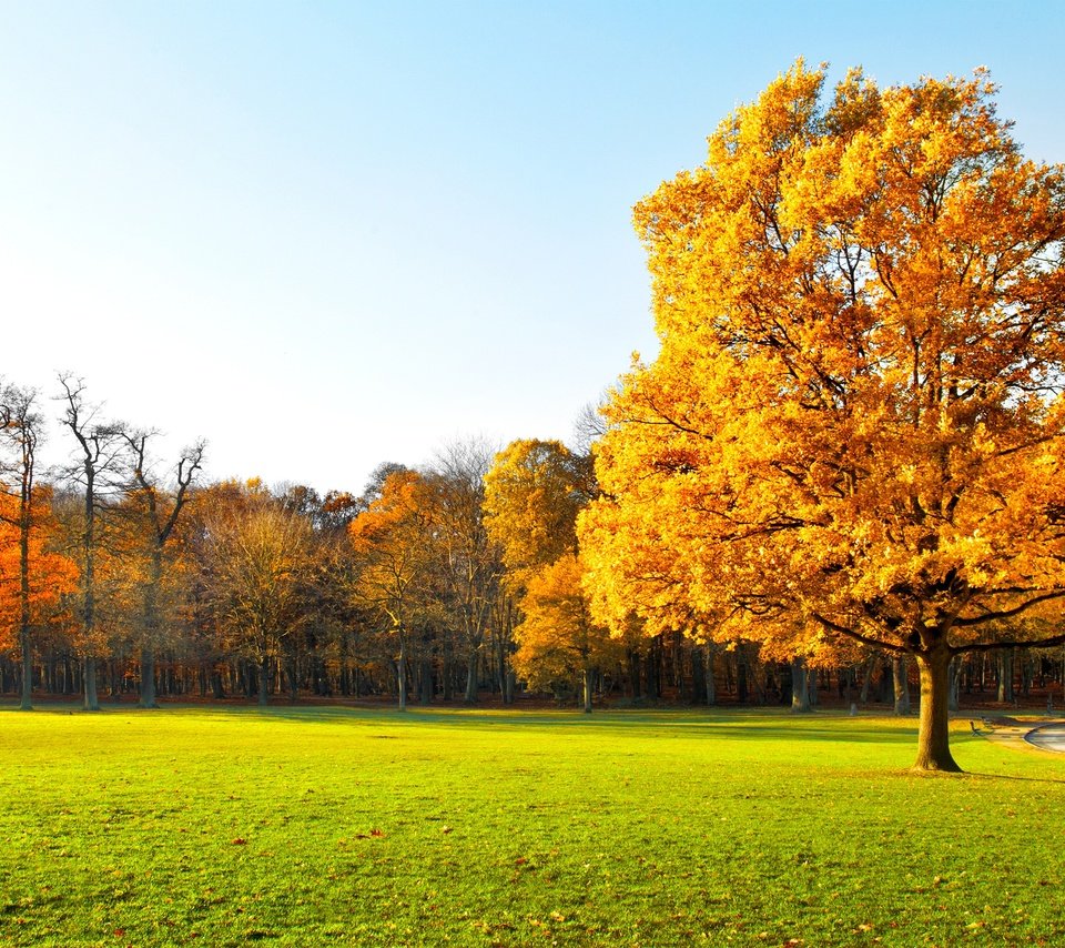 Обои небо, деревья, природа, пейзаж, осень, трава., the sky, trees, nature, landscape, autumn, grass. разрешение 7124x3426 Загрузить