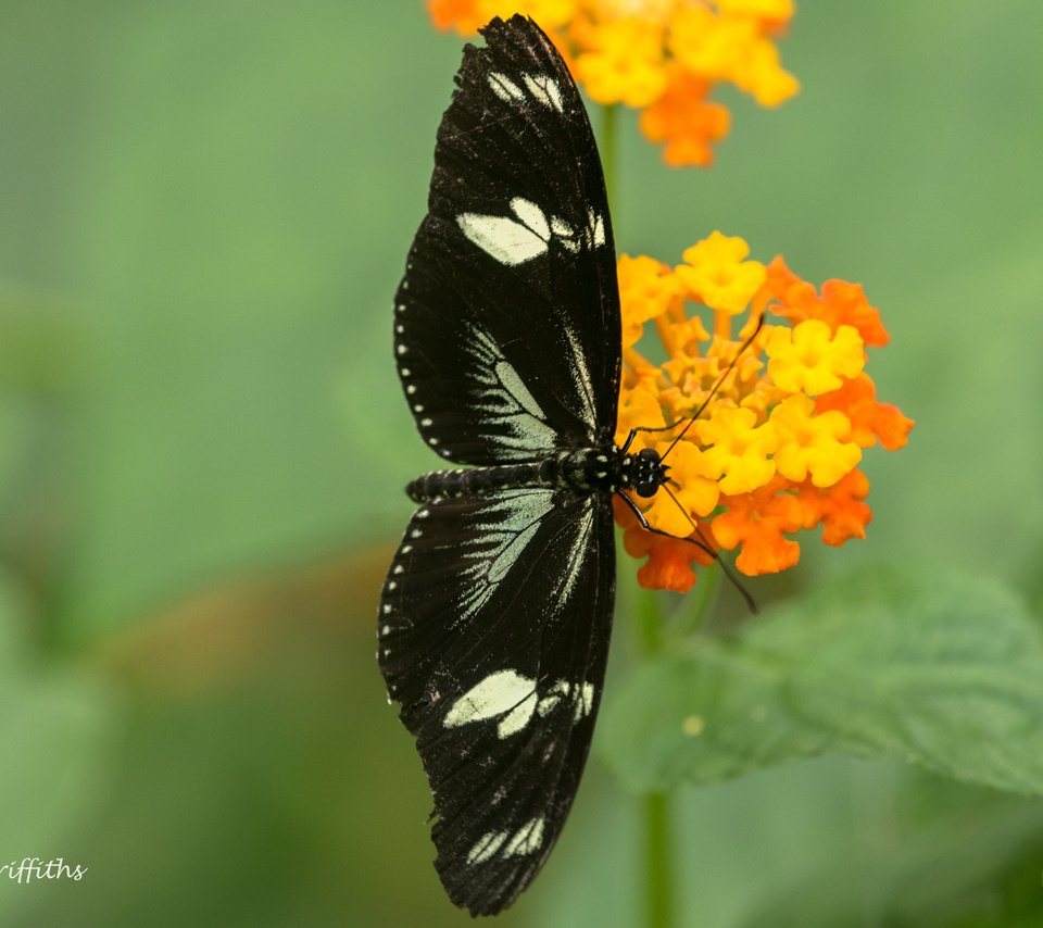 Обои цветы, насекомое, бабочка, крылья, размытость, lynn griffiths, flowers, insect, butterfly, wings, blur разрешение 4881x3258 Загрузить