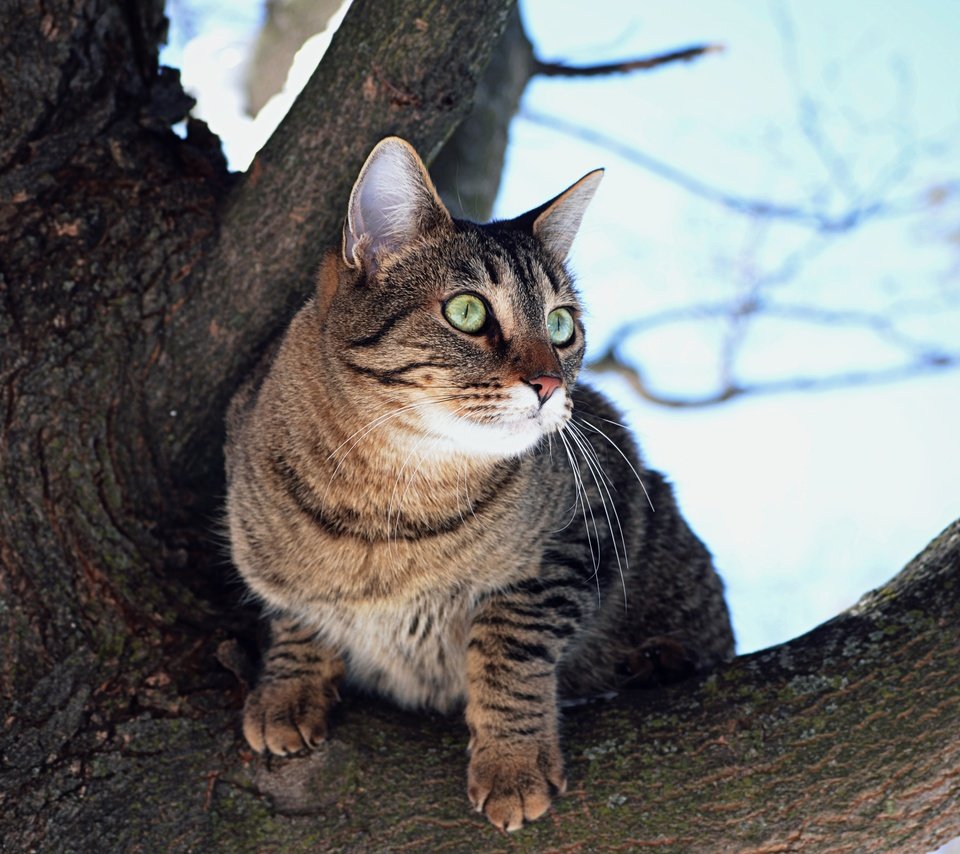 Обои дерево, кот, мордочка, усы, кошка, взгляд, tree, cat, muzzle, mustache, look разрешение 4000x2649 Загрузить