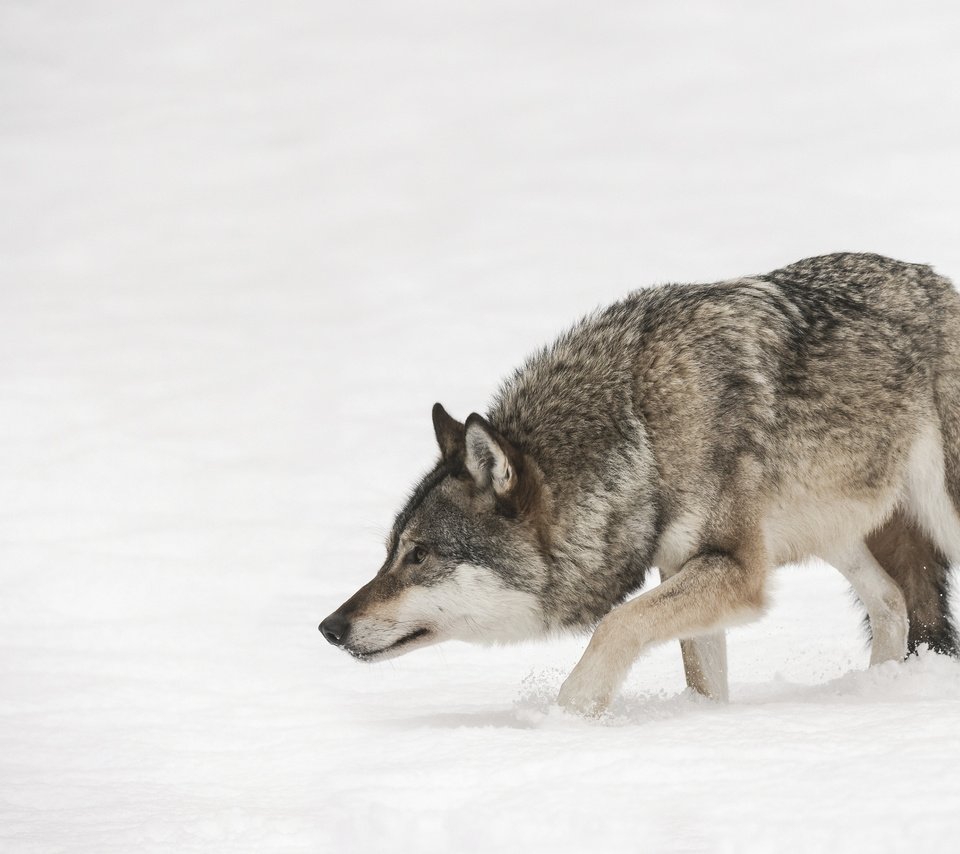 Обои зима, хищник, волк, andy astbury, winter, predator, wolf разрешение 3840x2400 Загрузить