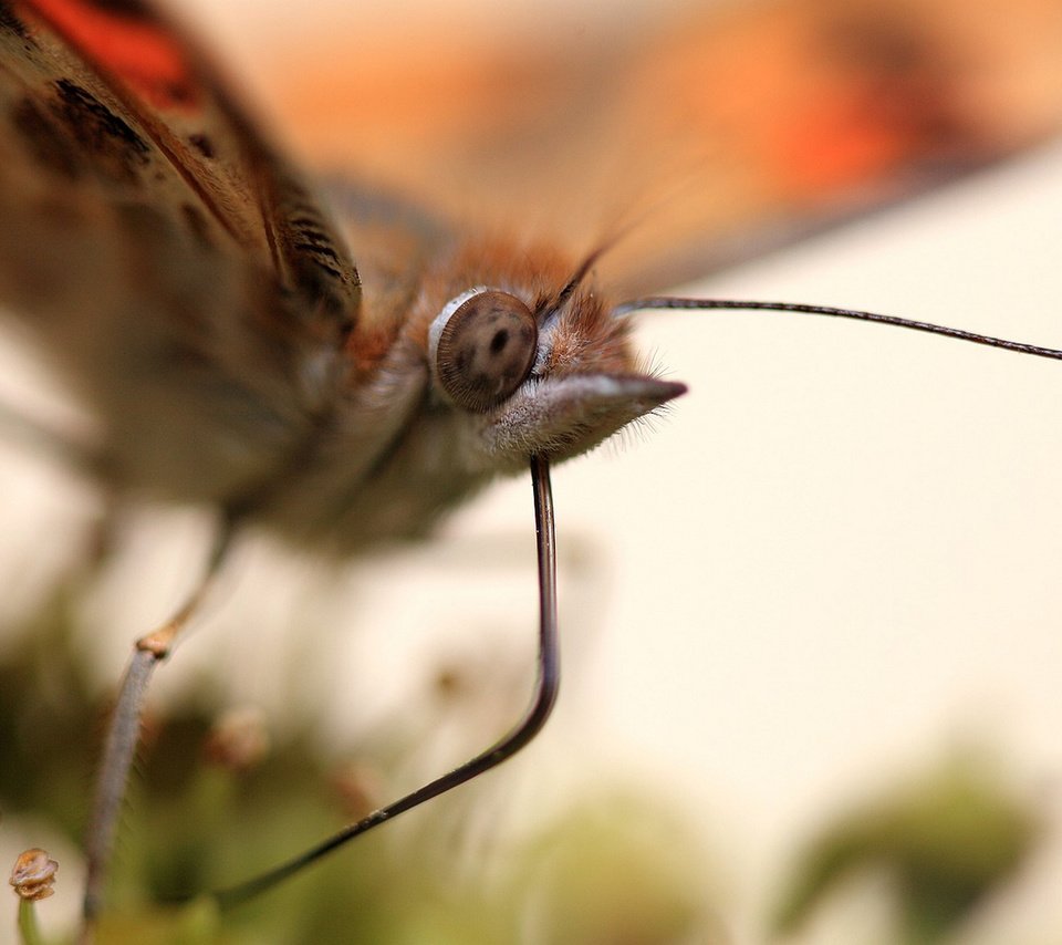 Обои макро, насекомое, бабочка, крылья, macro, insect, butterfly, wings разрешение 1920x1146 Загрузить