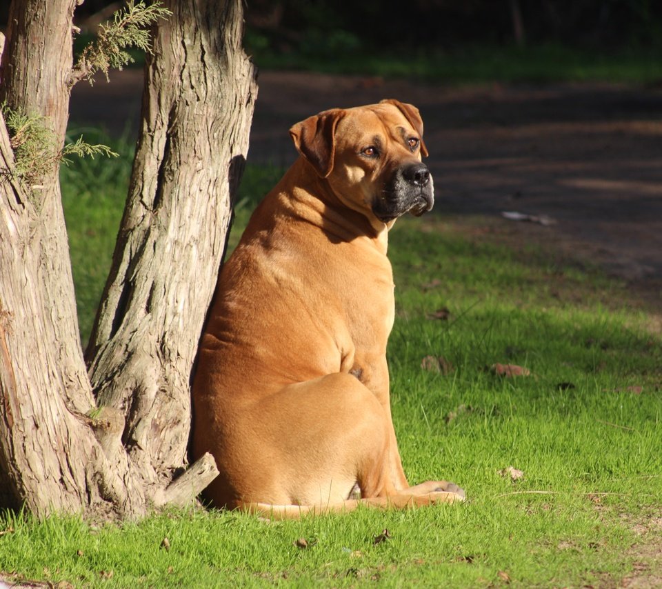 Обои морда, трава, дерево, взгляд, собака, бульмастиф, face, grass, tree, look, dog, bullmastiff разрешение 5184x3456 Загрузить