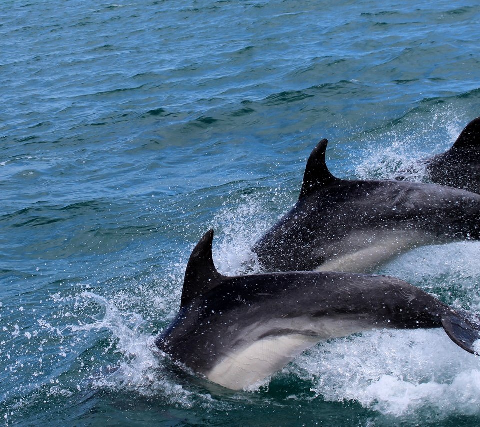 Обои вода, море, брызги, дельфины, дельфин, water, sea, squirt, dolphins, dolphin разрешение 4149x2534 Загрузить