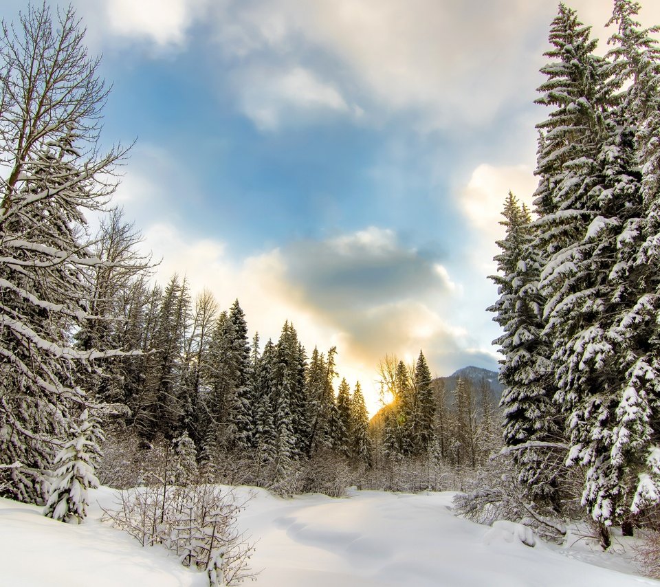 Обои небо, облака, деревья, снег, природа, лес, зима, the sky, clouds, trees, snow, nature, forest, winter разрешение 2880x1800 Загрузить