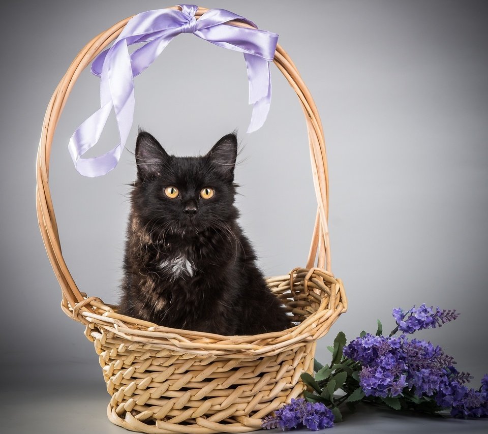 Обои цветы, кот, кошка, черный, корзина, flowers, cat, black, basket разрешение 2000x1632 Загрузить