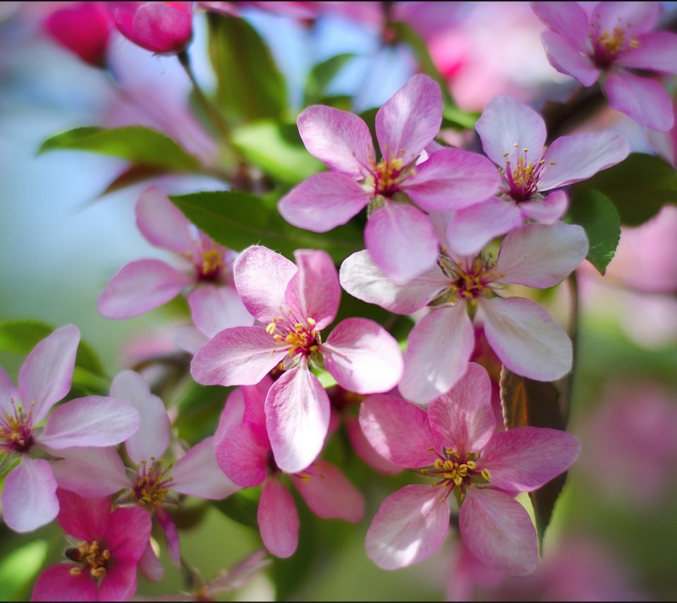 Обои цветы, природа, цветение, весна, яблоня, flowers, nature, flowering, spring, apple разрешение 2500x1655 Загрузить