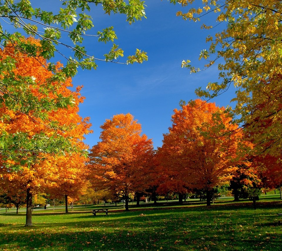 Обои небо, деревья, листья, осень, скамейка, пикник, the sky, trees, leaves, autumn, bench, picnic разрешение 2713x1760 Загрузить