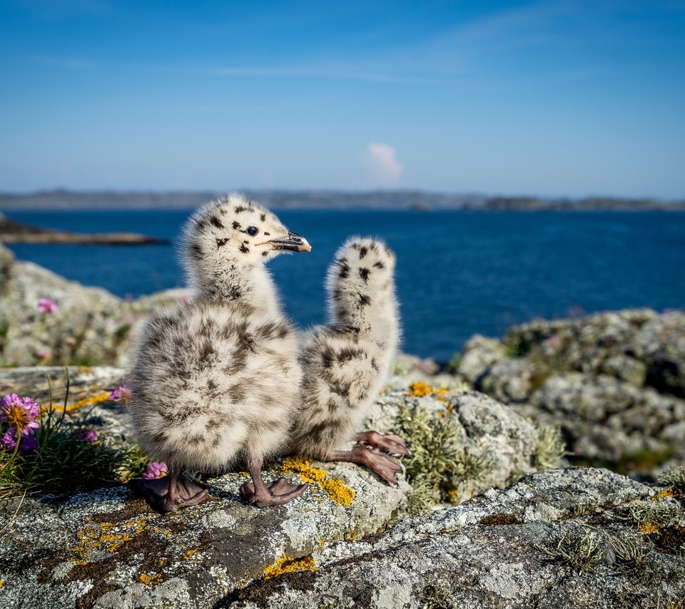 Обои природа, камни, море, чайки, норвегия, птенцы, боке, nature, stones, sea, seagulls, norway, chicks, bokeh разрешение 2048x1365 Загрузить