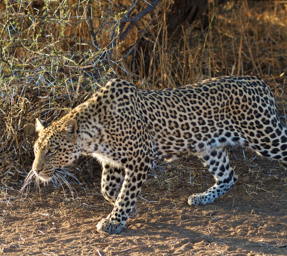 Обои леопард, крадётся, leopard, sneaks разрешение 1920x1080 Загрузить