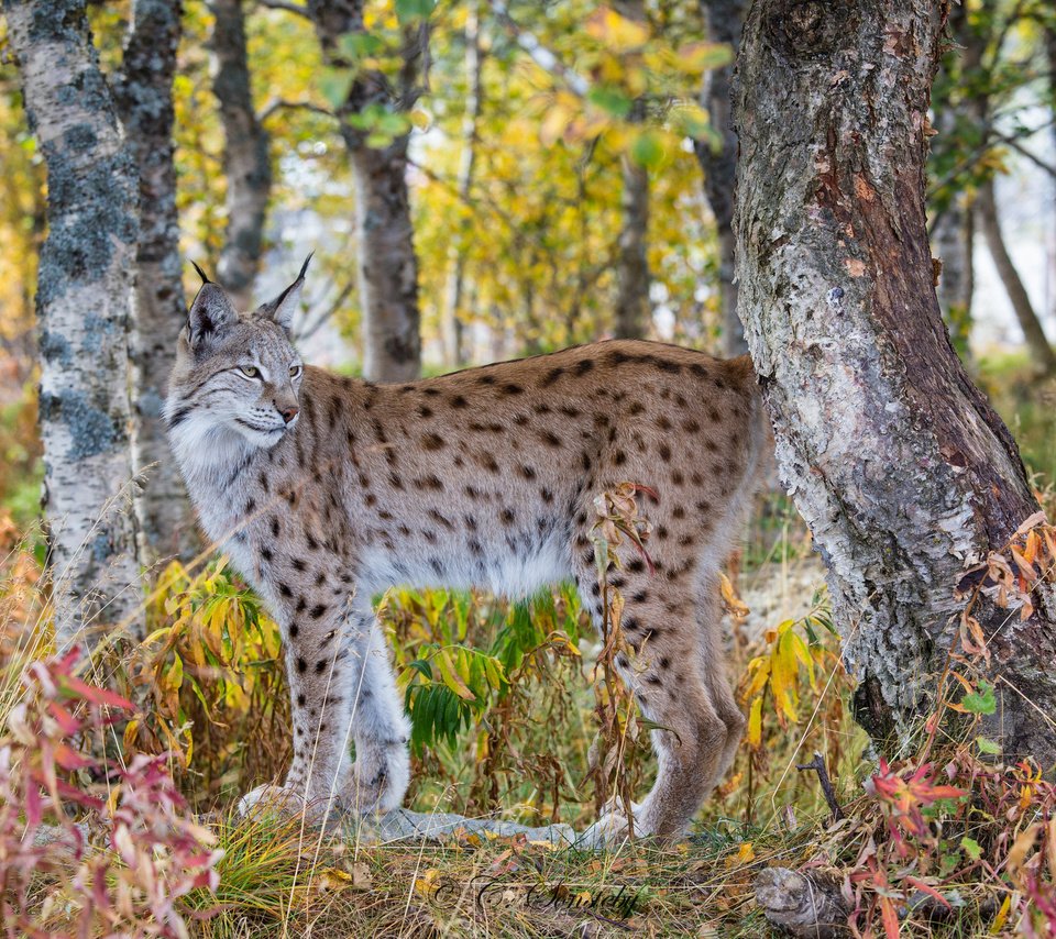 Обои лес, рысь, осень, хищник, forest, lynx, autumn, predator разрешение 2048x1365 Загрузить