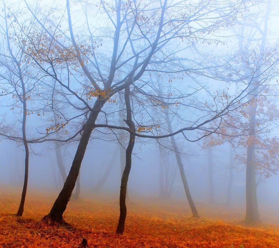 Обои деревья, лес, туман, осень, trees, forest, fog, autumn разрешение 2560x1707 Загрузить