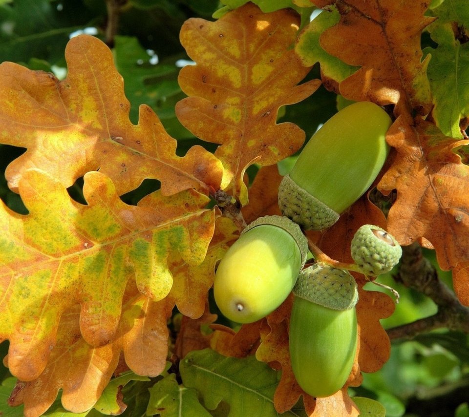 Обои природа, листья, осень, дуб, желудь, дубовый лист, nature, leaves, autumn, oak, acorn разрешение 1920x1200 Загрузить