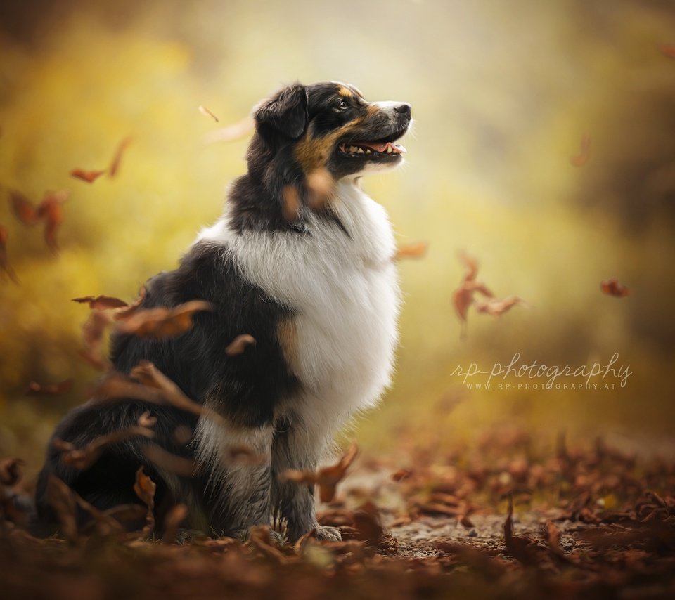 Обои осень, собака, друг, австралийская овчарка, dackelpup, juno, autumn, dog, each, australian shepherd разрешение 2048x1300 Загрузить