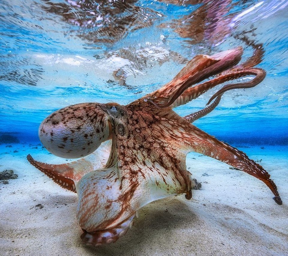 Обои осьминог, под водой, щупальца, подводный мир, спрут, головоногий моллюск, octopus, under water, tentacles, underwater world разрешение 2560x1600 Загрузить