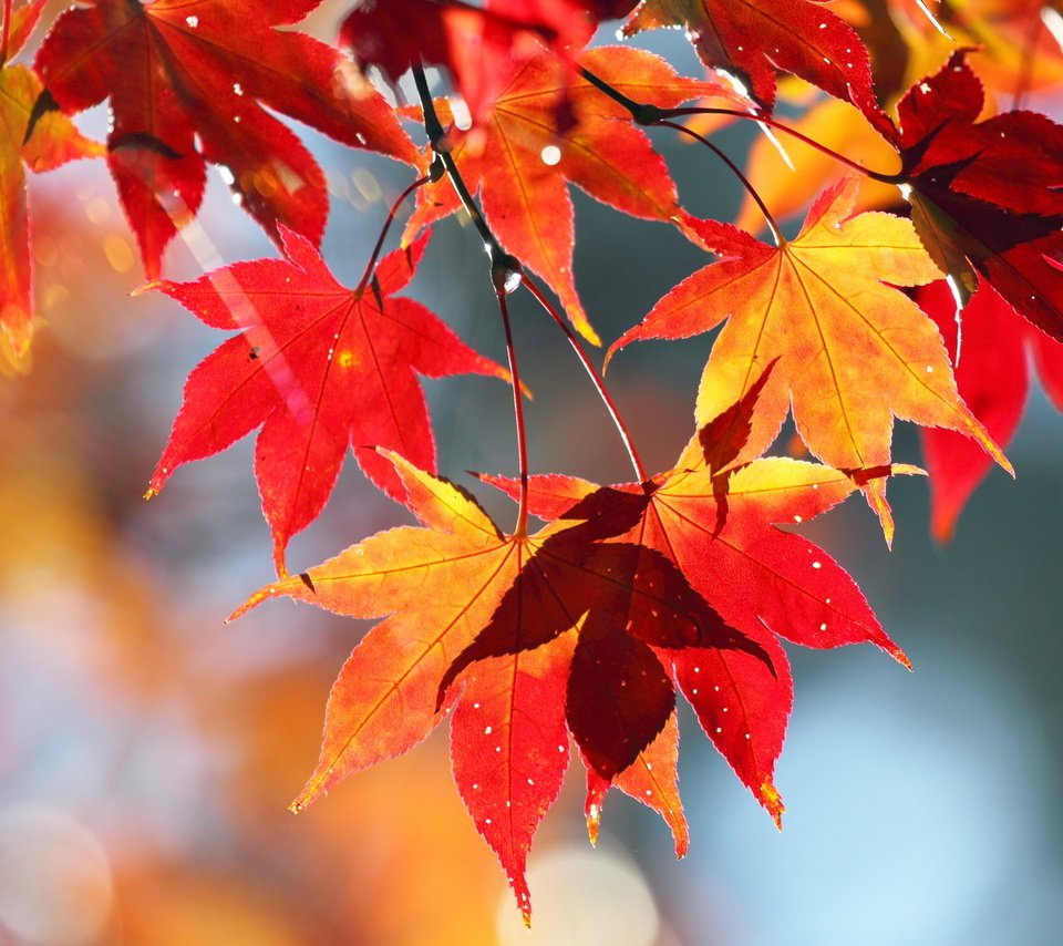 Обои природа, листья, осень, клен, nature, leaves, autumn, maple разрешение 2560x1600 Загрузить