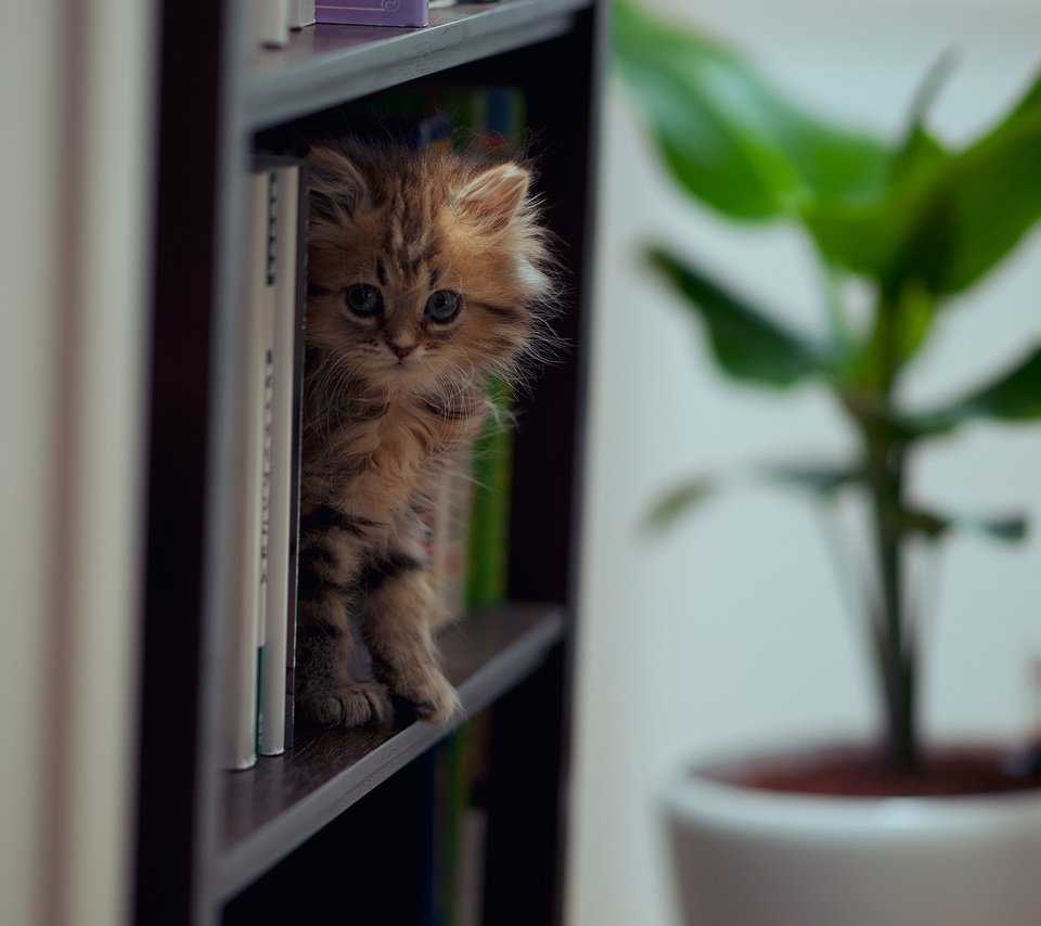 Обои кошка, книги, ben torode, дейзи, cat, books, daisy разрешение 2048x1414 Загрузить