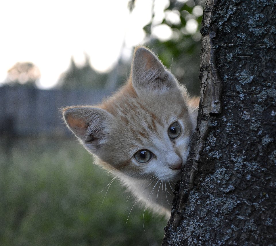 Обои природа, дерево, кот, котик, nature, tree, cat разрешение 2560x1600 Загрузить