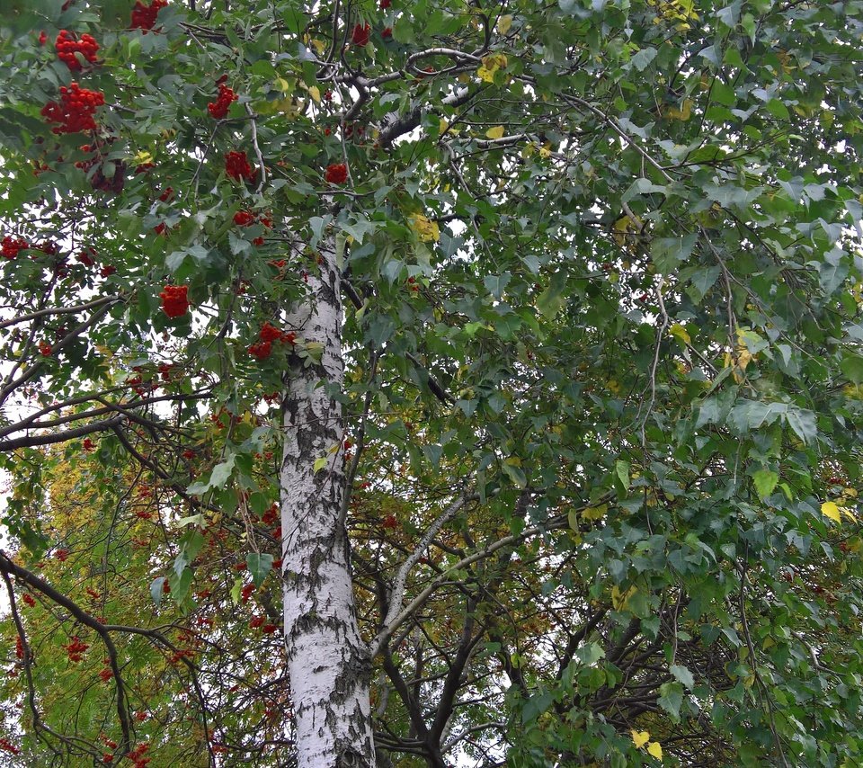 Обои настроение, парк, осень, лист, ягоды, береза, рябина, mood, park, autumn, sheet, berries, birch, rowan разрешение 2869x4731 Загрузить