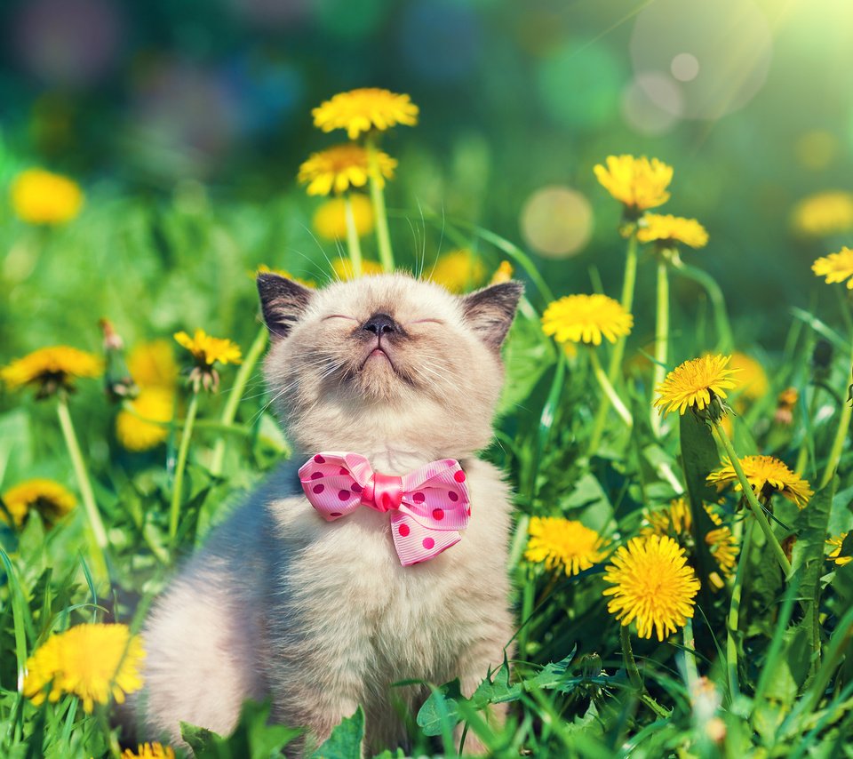Обои цветы, кот, мордочка, усы, кошка, бабочка, котенок, одуванчики, flowers, cat, muzzle, mustache, butterfly, kitty, dandelions разрешение 2880x1800 Загрузить