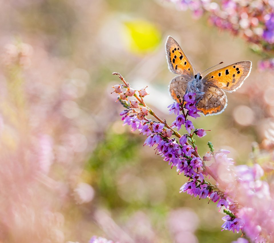 Обои цветы, макро, насекомое, бабочка, крылья, размытость, flowers, macro, insect, butterfly, wings, blur разрешение 3840x2400 Загрузить