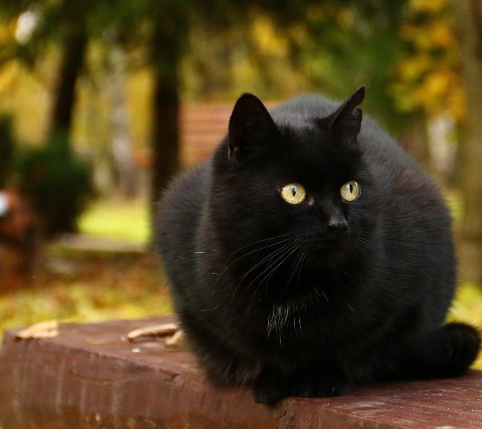 Обои кот, мордочка, усы, шерсть, кошка, взгляд, черный, cat, muzzle, mustache, wool, look, black разрешение 2560x1600 Загрузить
