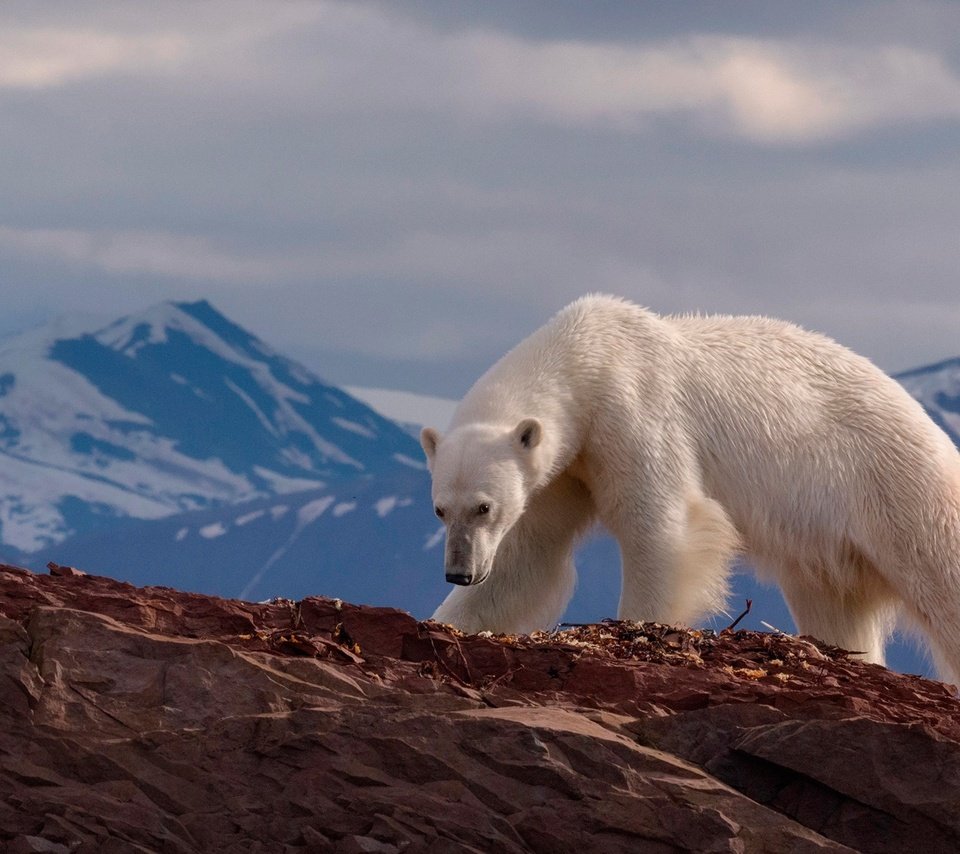 Обои горы, медведь, хищник, животное, белый медведь, mike reyfman, mountains, bear, predator, animal, polar bear разрешение 1920x1200 Загрузить