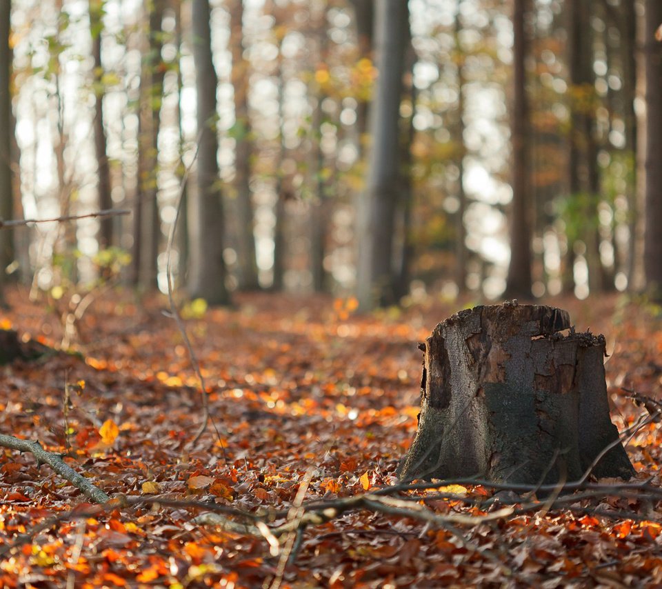 Обои природа, лес, листья, ветки, стволы, осень, пень, осенние листья, nature, forest, leaves, branches, trunks, autumn, stump, autumn leaves разрешение 1920x1200 Загрузить