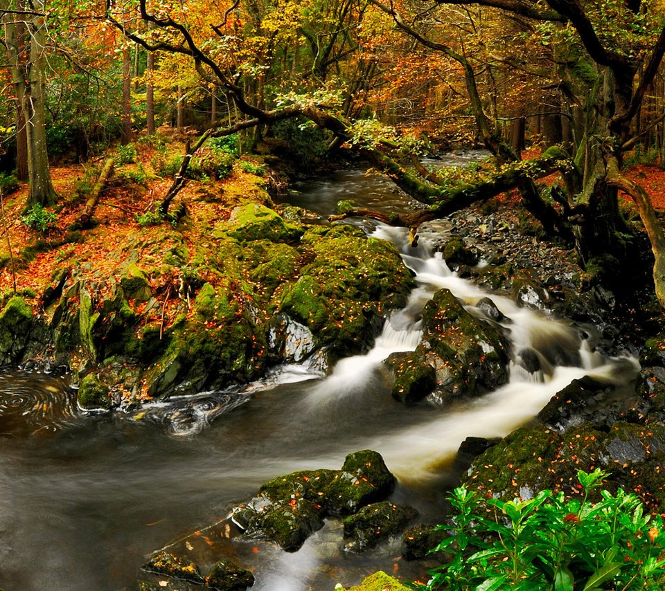 Обои река, природа, лес, осень, river, nature, forest, autumn разрешение 1920x1200 Загрузить