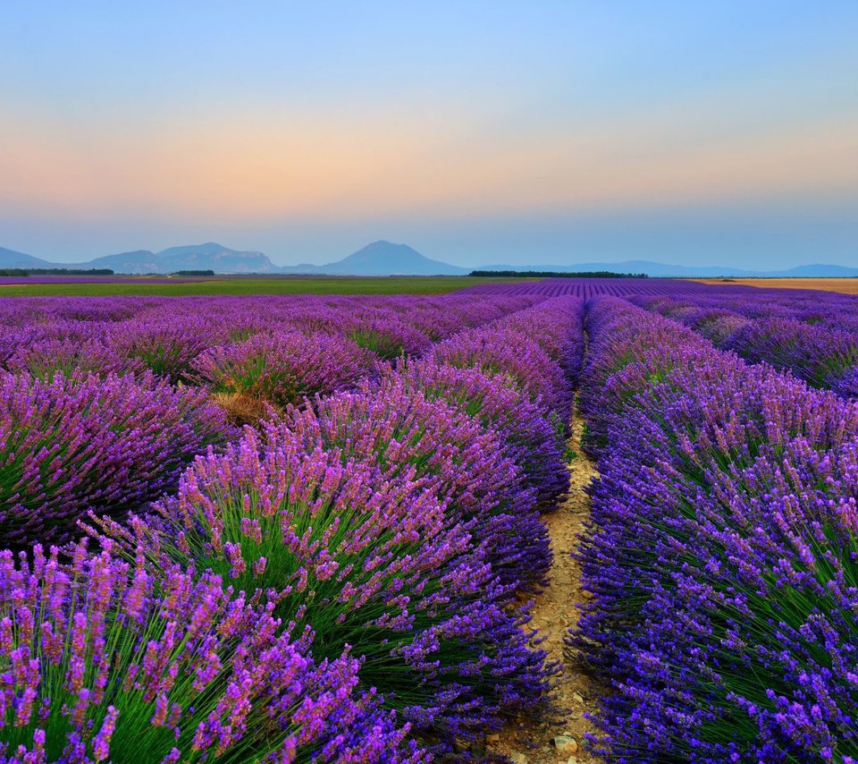 Обои цветы, природа, пейзаж, поле, лаванда, flowers, nature, landscape, field, lavender разрешение 1920x1200 Загрузить