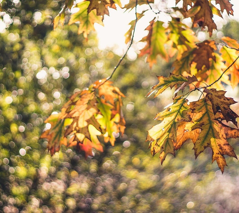 Обои природа, листья, макро, ветки, осень, боке, осенние листья, nature, leaves, macro, branches, autumn, bokeh, autumn leaves разрешение 1920x1200 Загрузить