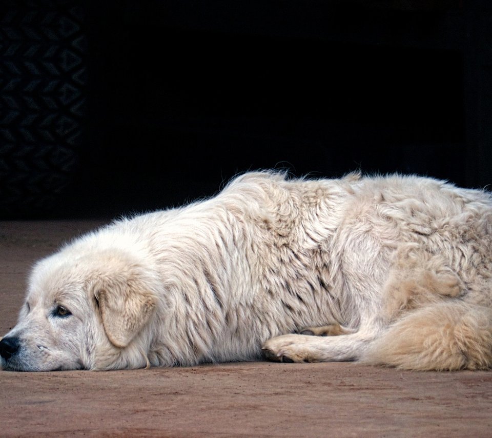 Обои собака, маремма, итальянская овчарка, dog, the maremma, italian shepherd разрешение 1920x1080 Загрузить