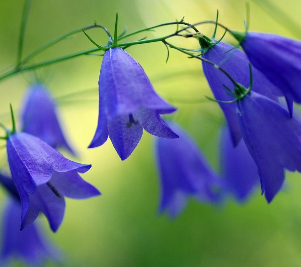 Обои цветы, природа, размытость, синие, колокольчики, flowers, nature, blur, blue, bells разрешение 1920x1200 Загрузить