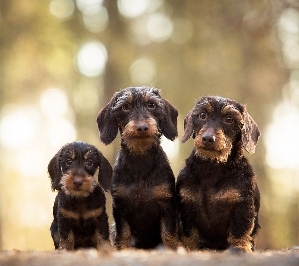 Обои взгляд, щенок, такса, собаки, мордочки, жесткошерстная такса, look, puppy, dachshund, dogs, faces, wire-haired dachshund разрешение 2047x1269 Загрузить