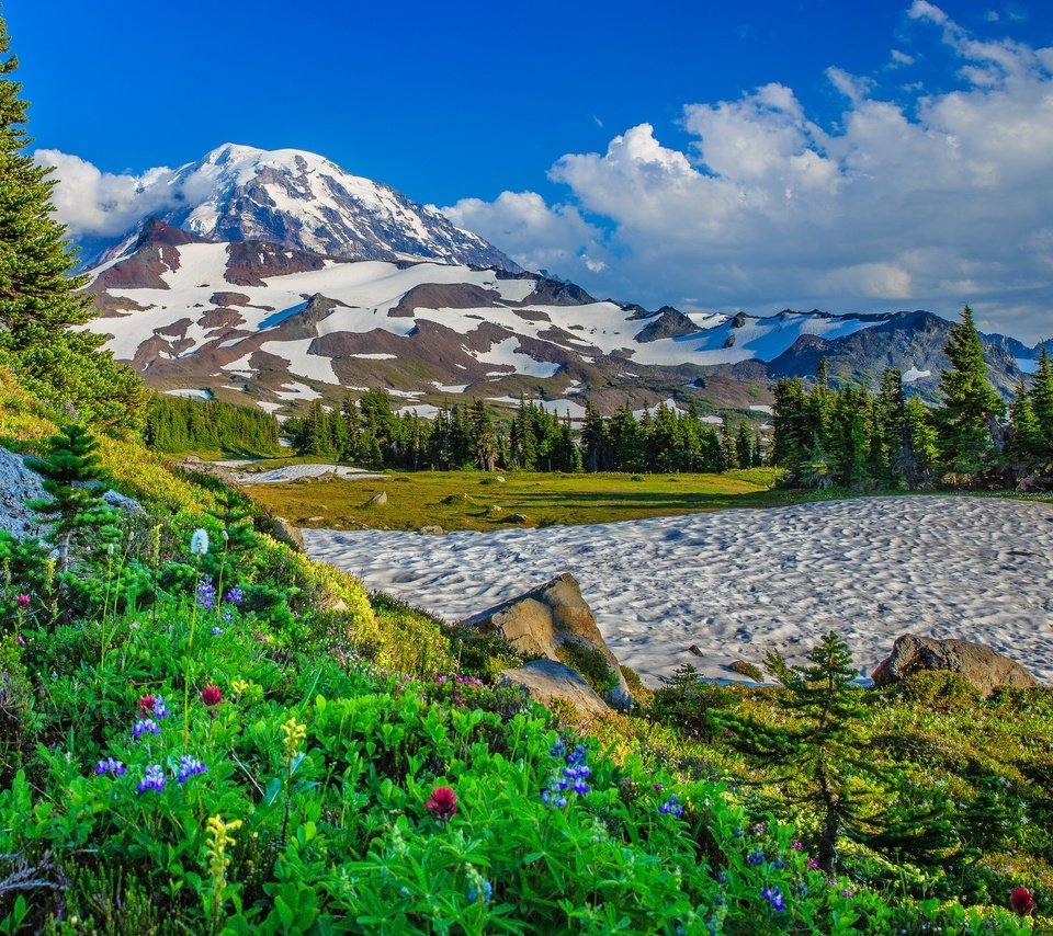 Обои цветы, деревья, горы, снег, сша, штат вашингтон, flowers, trees, mountains, snow, usa, washington разрешение 2048x1470 Загрузить