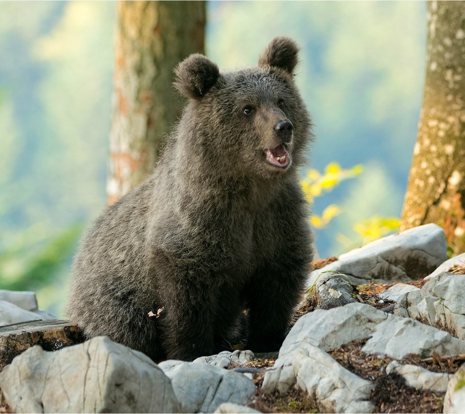 Обои деревья, природа, камни, медведь, детеныш, медвежонок, боке, trees, nature, stones, bear, cub, bokeh разрешение 1920x1282 Загрузить