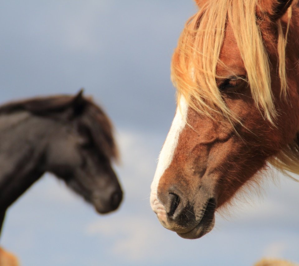 Обои лошадь, фон, конь, грива, horse, background, mane разрешение 2048x1365 Загрузить