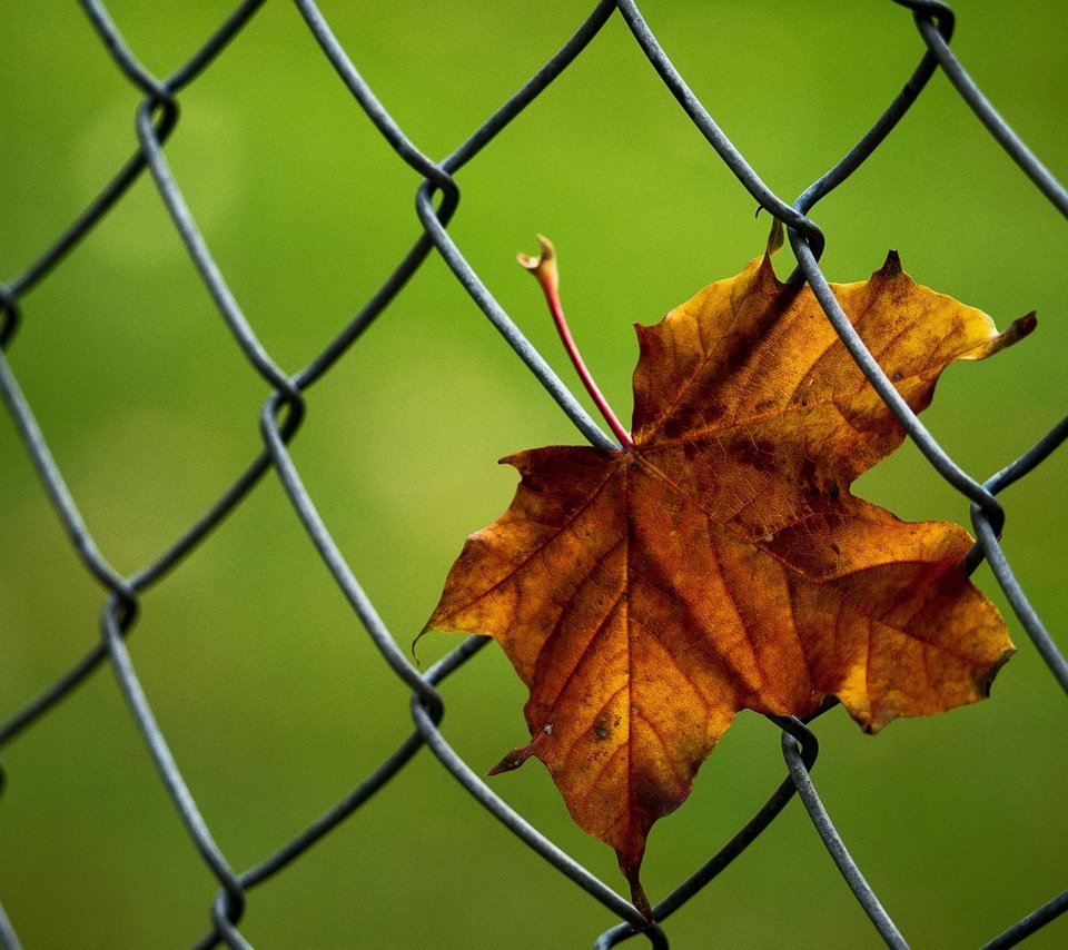 Обои макро, осень, лист, сетка, кленовый лист, рабица, macro, autumn, sheet, mesh, maple leaf, netting разрешение 3800x2712 Загрузить