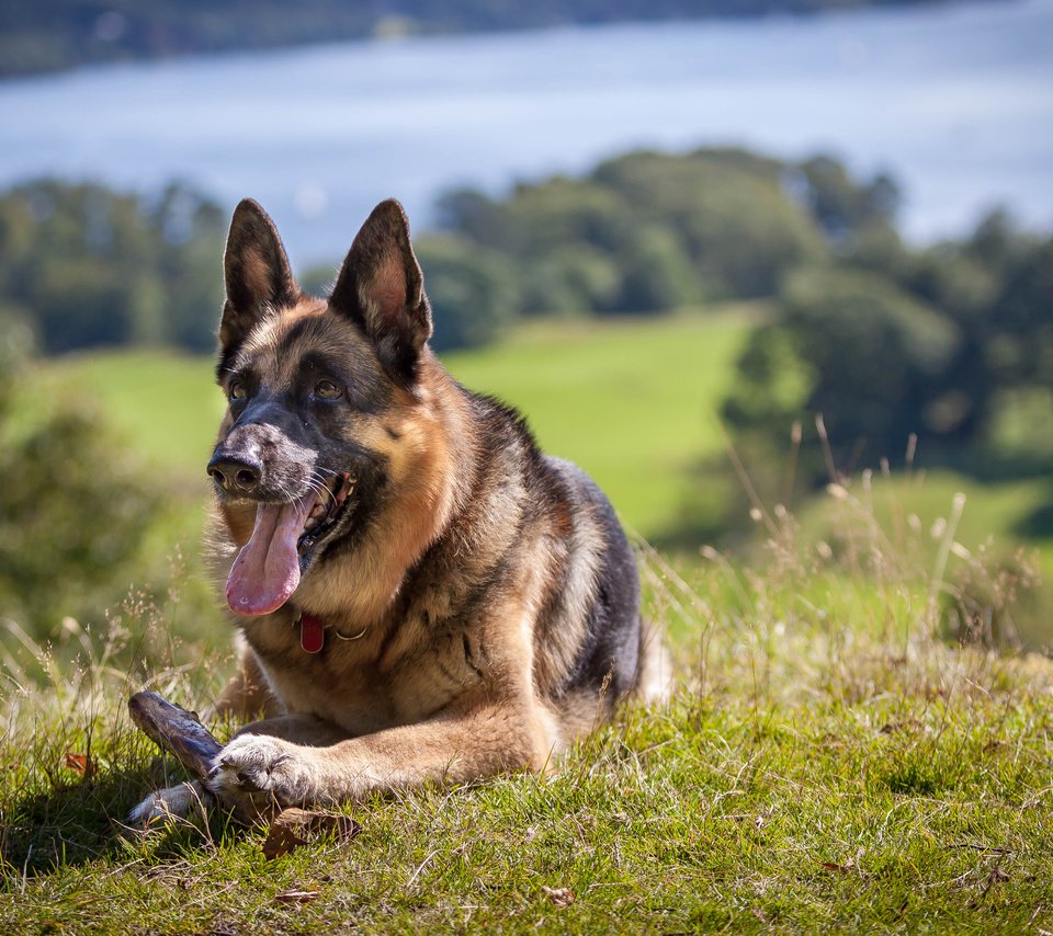 Обои трава, собака, язык, немецкая овчарка, овчарка, grass, dog, language, german shepherd, shepherd разрешение 3840x2400 Загрузить