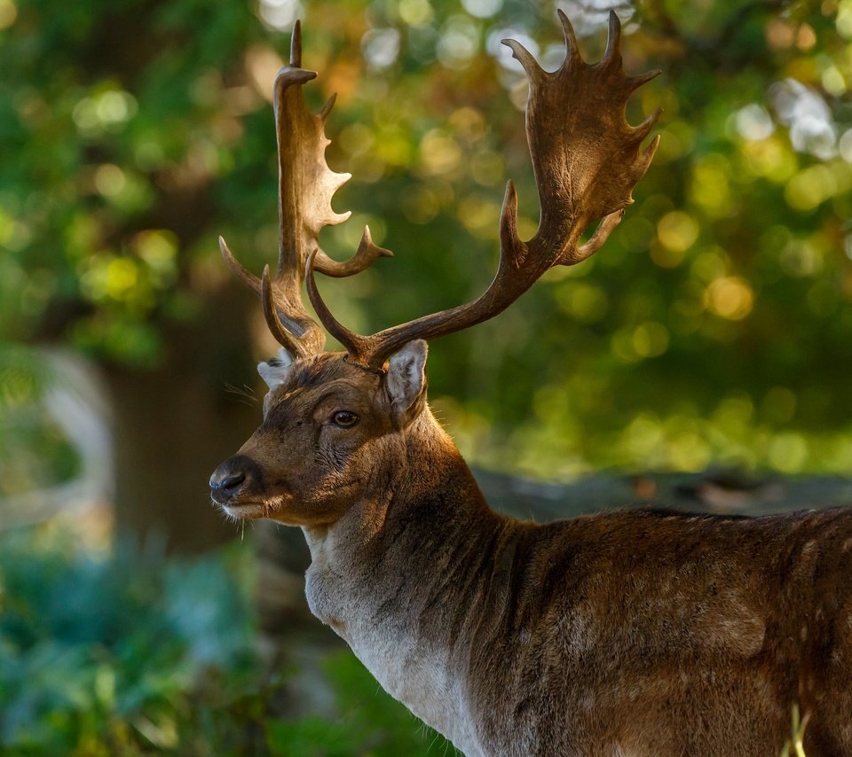 Обои природа, олень, блики, рога, nature, deer, glare, horns разрешение 2048x1365 Загрузить