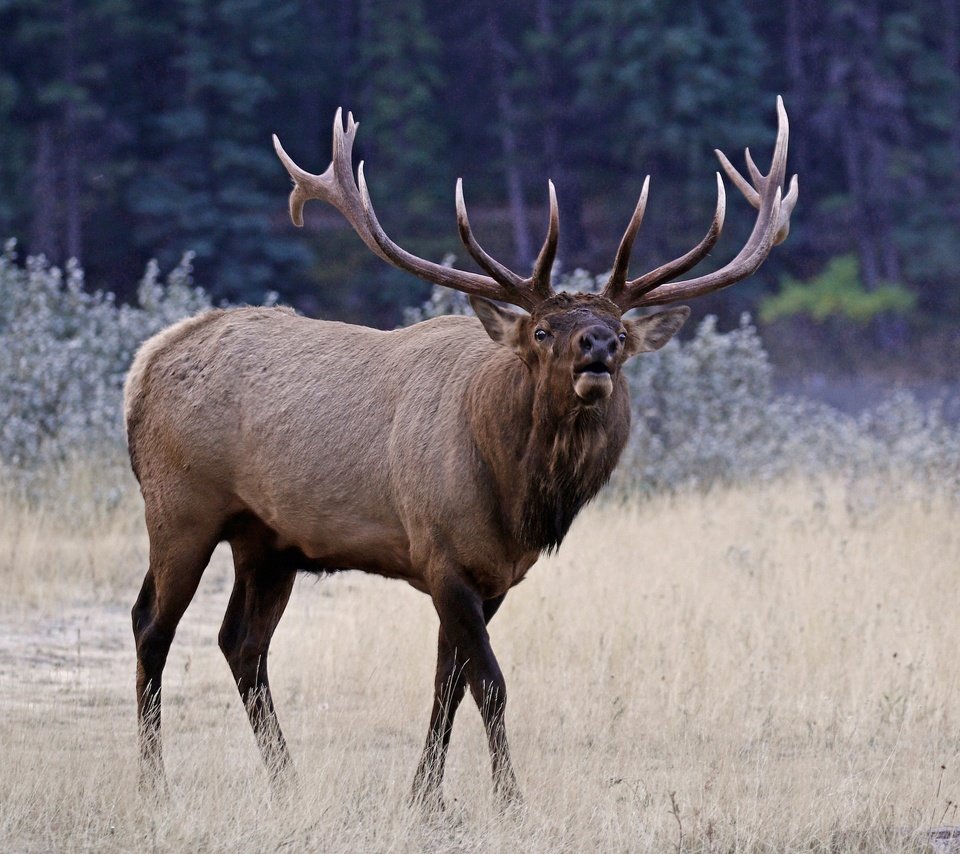 Обои природа, олень, рога, благородный олень, марал, nature, deer, horns, red deer, maral разрешение 2048x1391 Загрузить