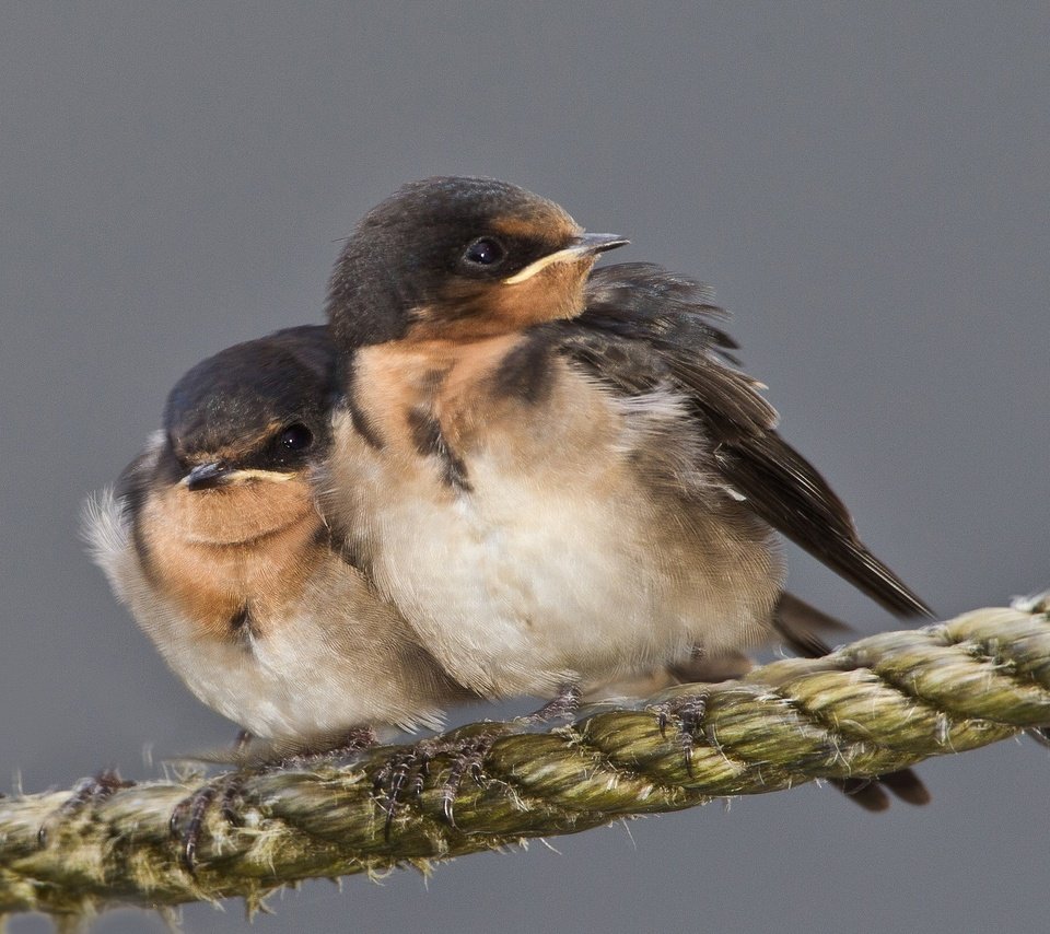 Обои птенец, птица, клюв, веревка, ласточка, chick, bird, beak, rope, swallow разрешение 2048x1362 Загрузить