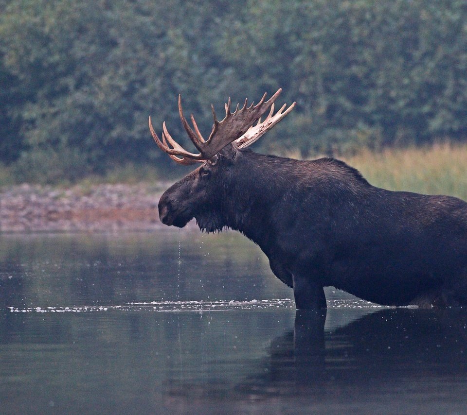 Обои река, природа, рога, лось, river, nature, horns, moose разрешение 2048x1293 Загрузить