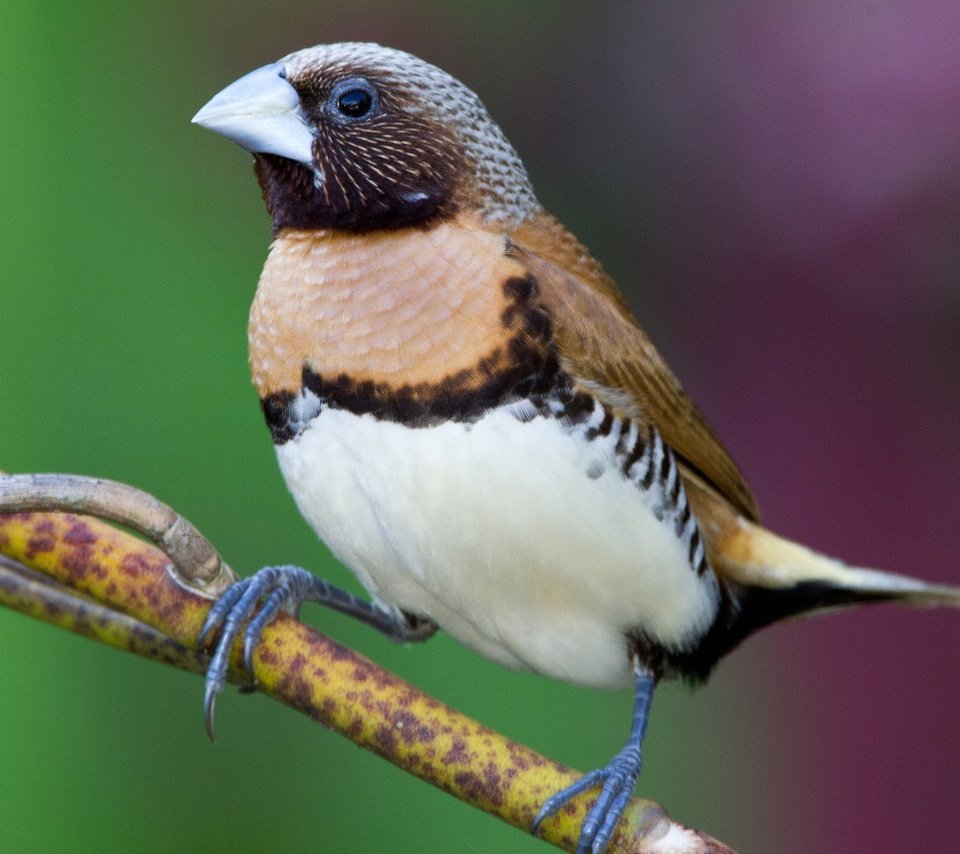 Обои ветка, птица, клюв, амадина, каштановогрудая амадина, branch, bird, beak, amadina, castroverde amadina разрешение 2048x1504 Загрузить