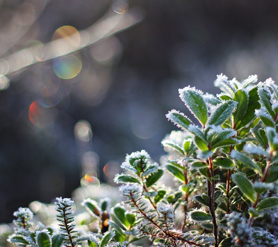 Обои снег, листья, макро, иней, холод, растение, кристаллы, боке, snow, leaves, macro, frost, cold, plant, crystals, bokeh разрешение 1920x1080 Загрузить