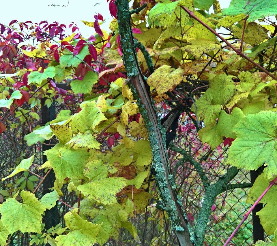 Обои природа, виноград, сетка, ограда, nature, grapes, mesh, fence разрешение 4435x2739 Загрузить