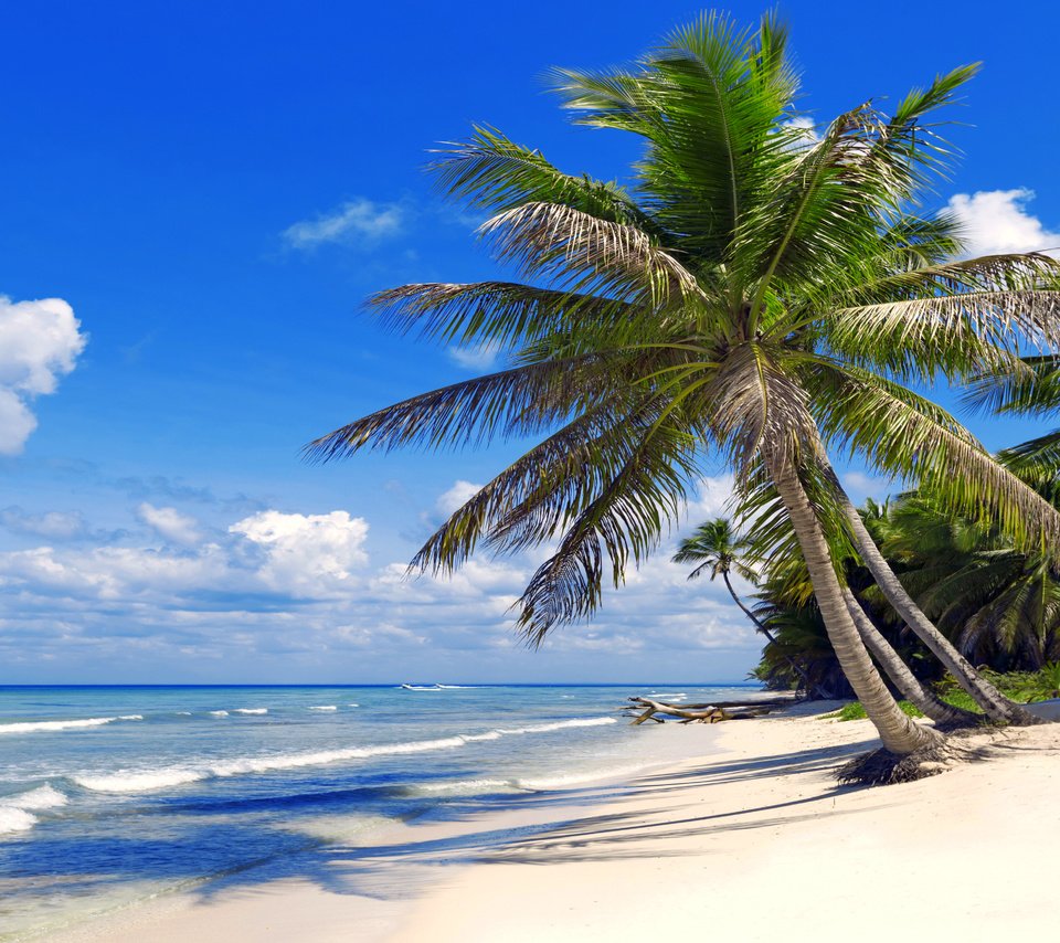 Обои море, пляж, тропики, 3, sea, beach, tropics разрешение 4460x3345 Загрузить