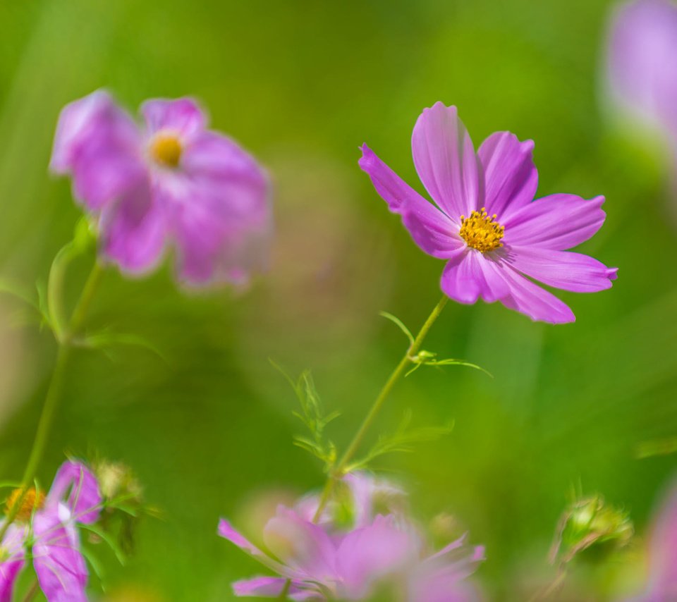 Обои цветы, фон, лепестки, размытость, космея, kannappan sivakumar, flowers, background, petals, blur, kosmeya разрешение 2000x1291 Загрузить