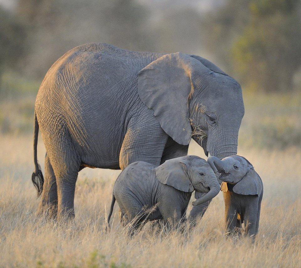 Обои слоны, diana robinson, слонята, elephants разрешение 1920x1200 Загрузить